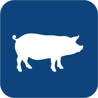 Porcinos